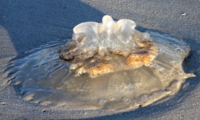 Early morning Jellyfish